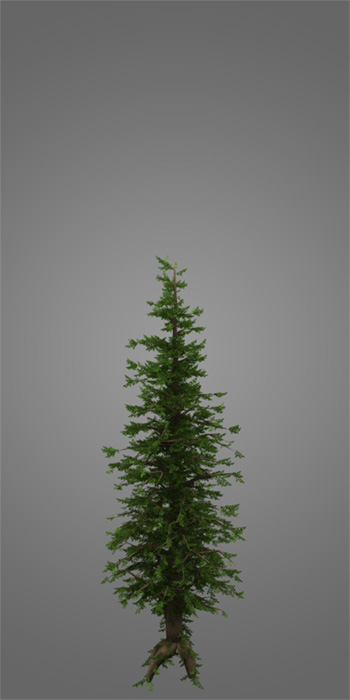 Cg Tree